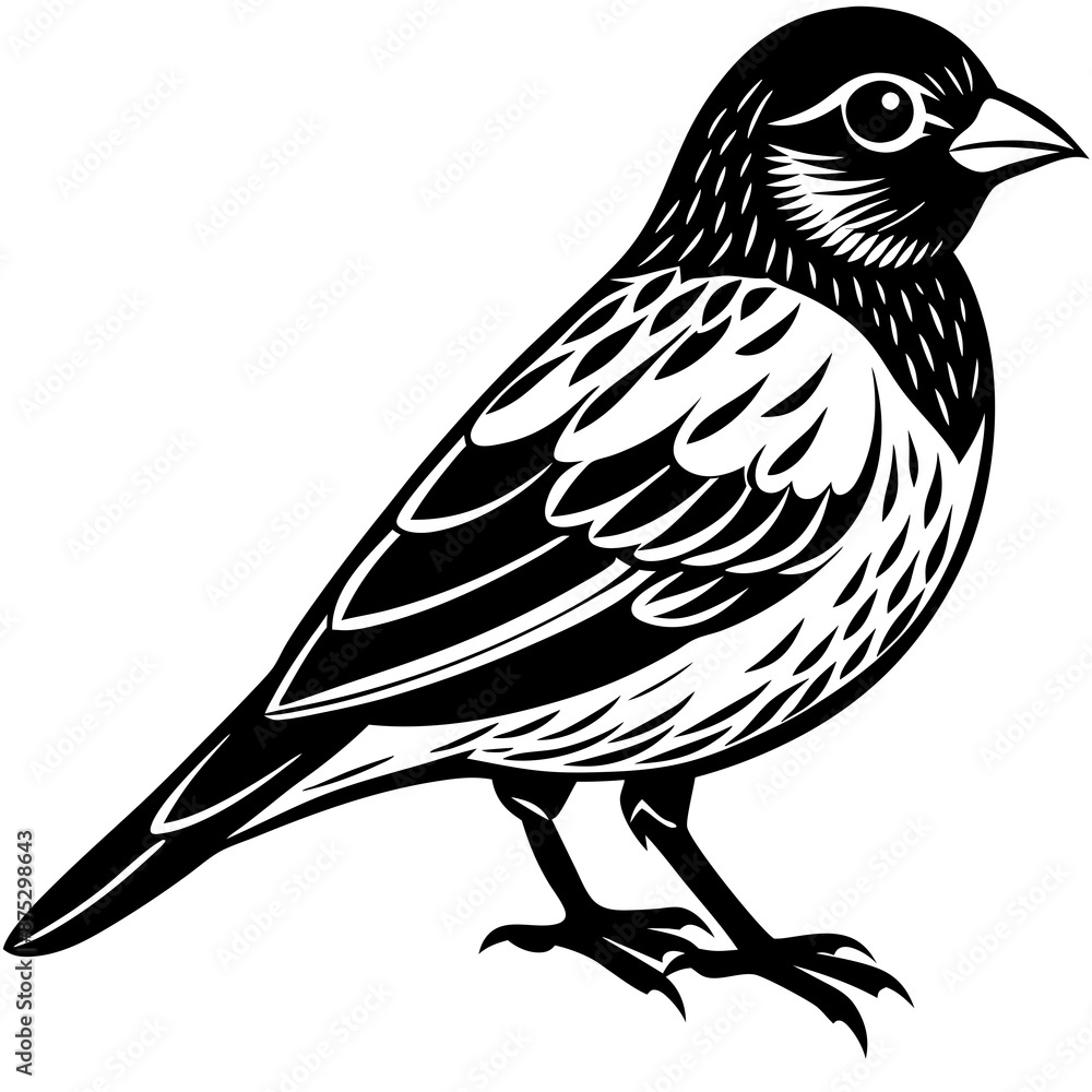Parrots, Budgerigars, Cockatiels,Sparrow, Macaws silhouette and line art vector illustration design. Parrots, Budgerigars, Cockatiels,Sparrow, Macaws silhouette and line art vector illustration design.