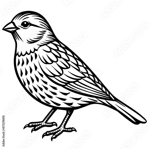 Parrots, Budgerigars, Cockatiels,Sparrow, Macaws silhouette and line art vector illustration design.