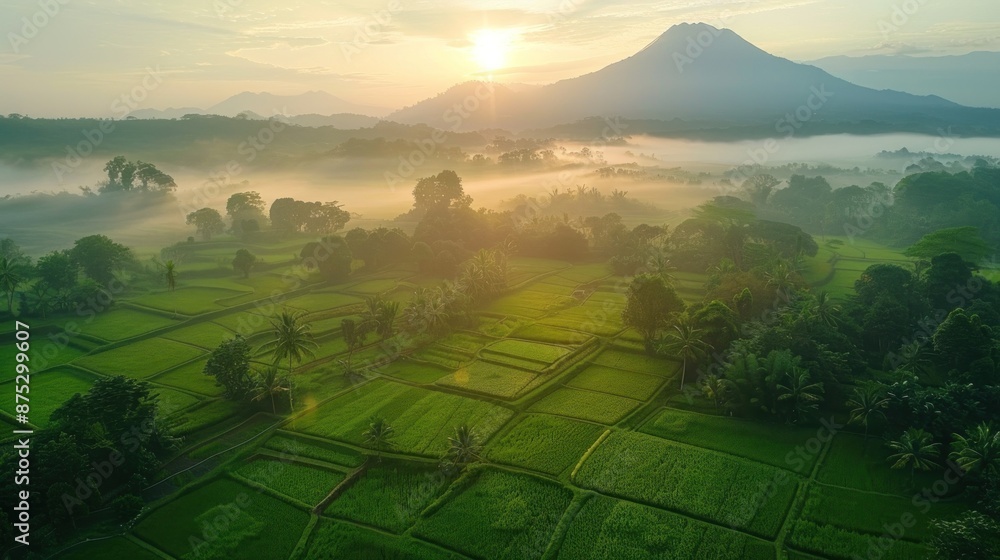 Obraz premium Sunrise Over Lush Green Rice Terraces in Indonesia
