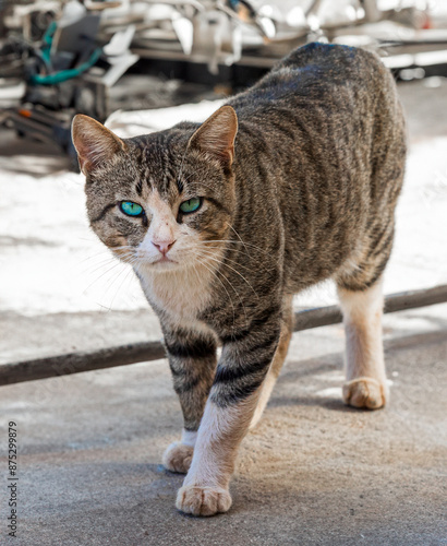Wallpaper Mural Cat Torontodigital.ca