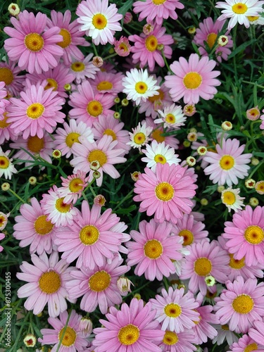 pink and white daisies