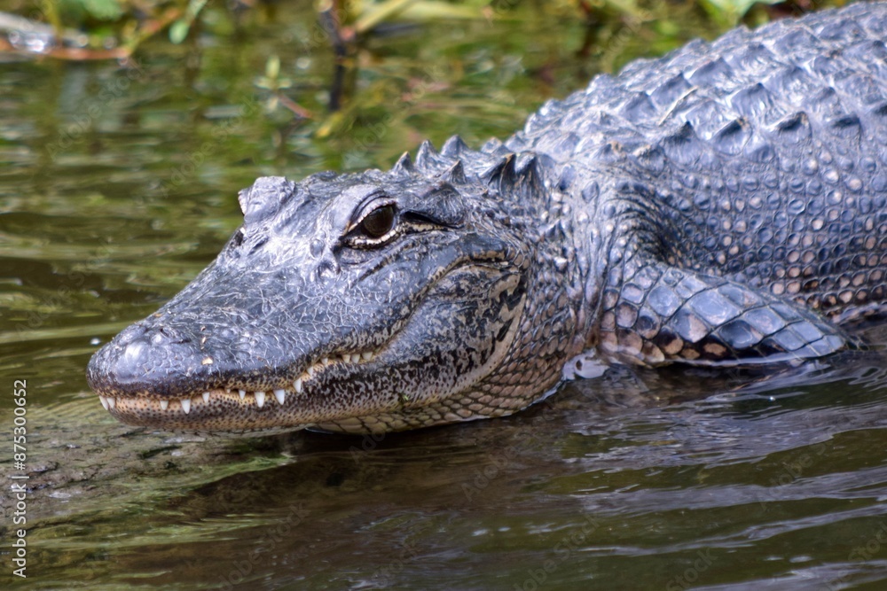 alligator entering coastal marsh water bayou alligator entering coastal marsh water bayou