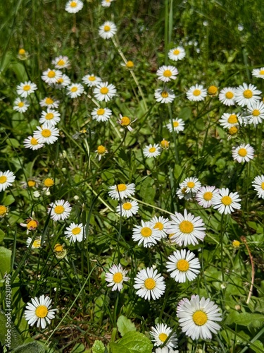 field of daisies