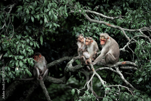 Konstfotografi macaque sitting on a tree