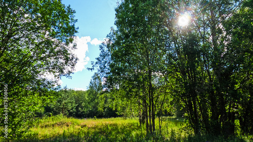 High green tree sways in the wind against the blue sky