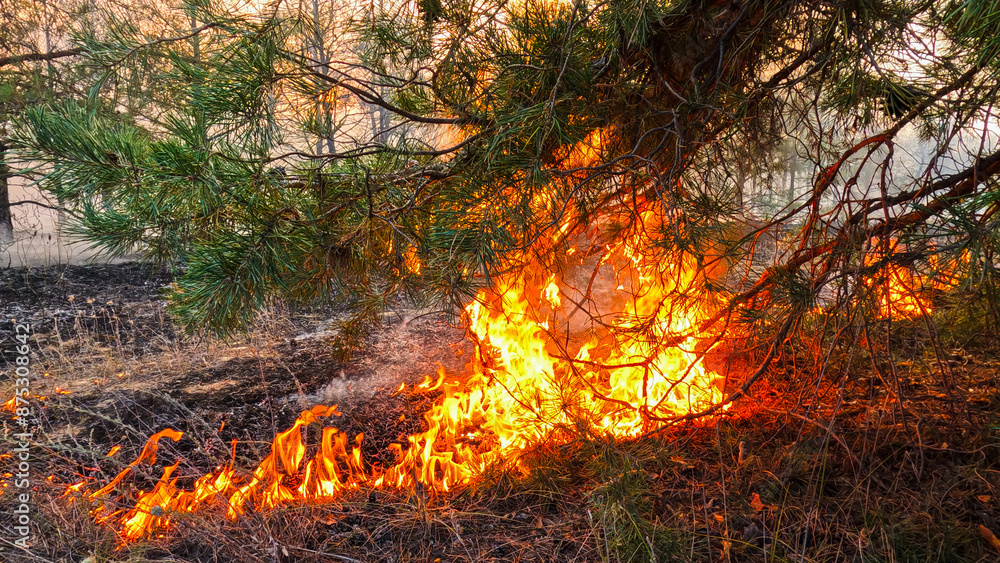 Forest fire, heavy smoke. Natural disaster Forest fire, heavy smoke. Natural disaster