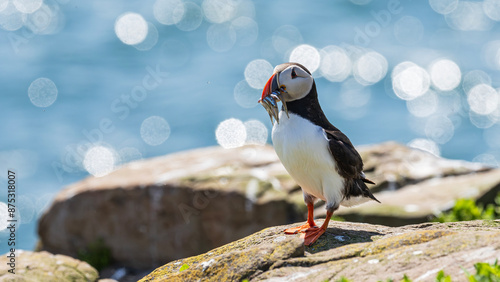 Puffin with fish