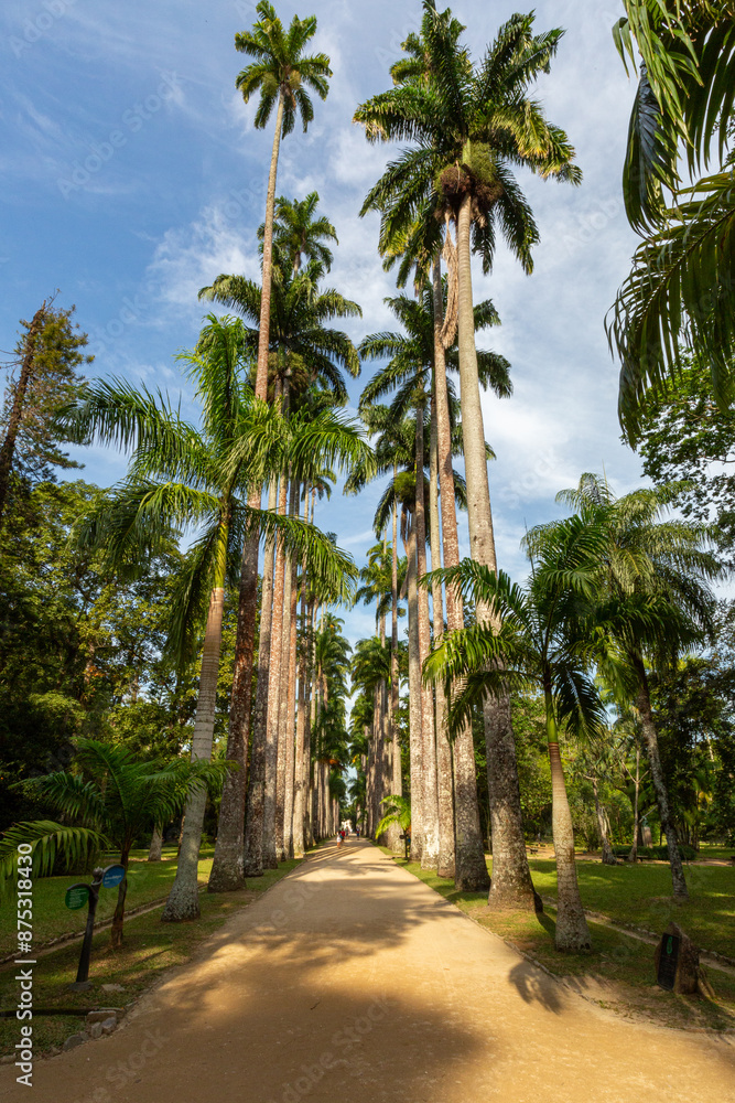 palm trees in the Rio de Janeiro Botanical garden palm trees in the Rio de Janeiro Botanical garden
