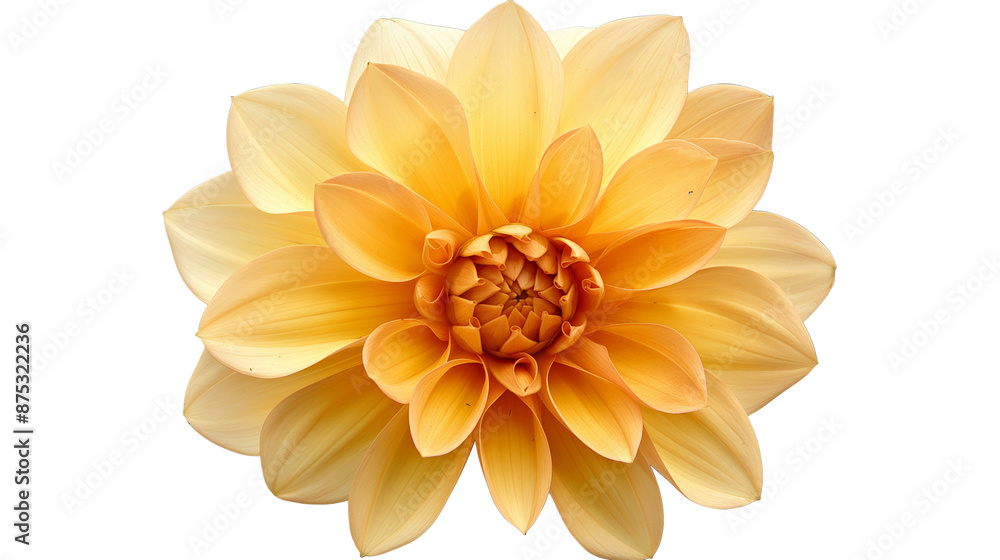 Yellow dahlia, a flower collage element isolated on a transparent background Yellow dahlia, a flower collage element isolated on a transparent background