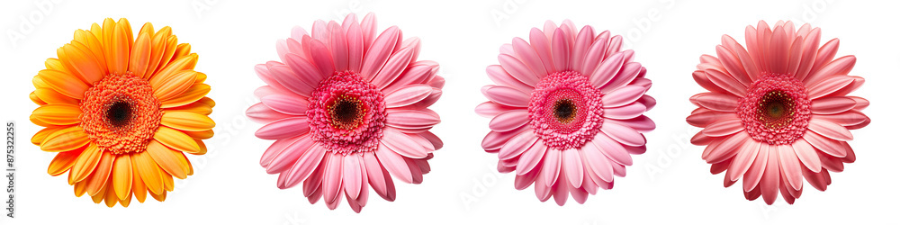 Collection set of gerbera flowers isolated on transparent background Collection set of gerbera flowers isolated on transparent background