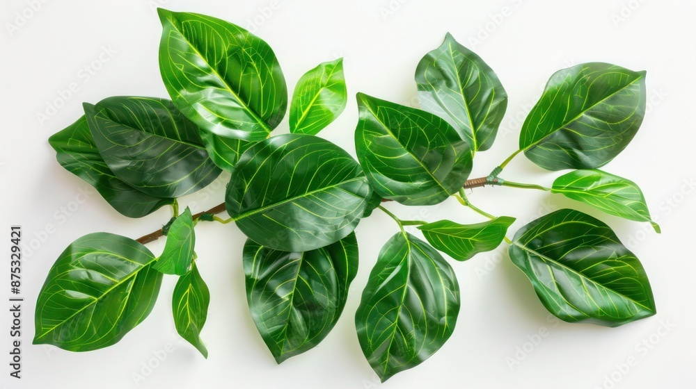 Green leaves of tropical plants bush floral arrangement indoors garden nature backdrop isolated on white background Green leaves of tropical plants bush floral arrangement indoors garden nature backdrop isolated on white background