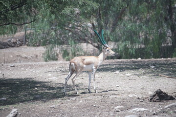 Wandcirkels Antilope Antilope in natuurlijk berglandschap  © gustavoisaac