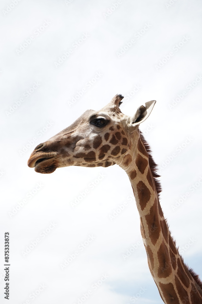 Naklejka premium jirafa