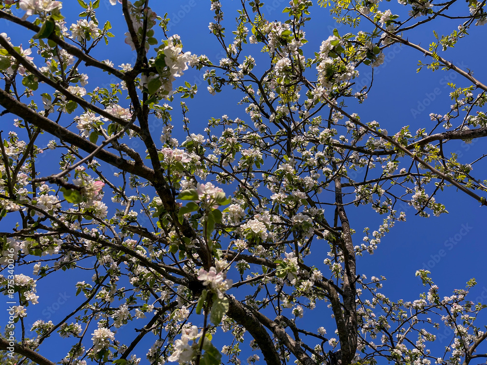 Fototapeta premium an apple tree bloomed on the city street
