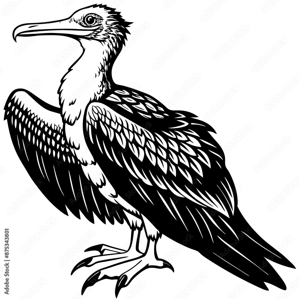 Frigatebird Vector for various uses