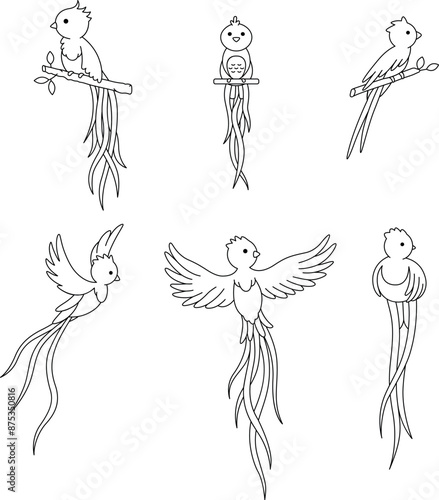 Linear illustrations of Pharomachrus or Quetzales