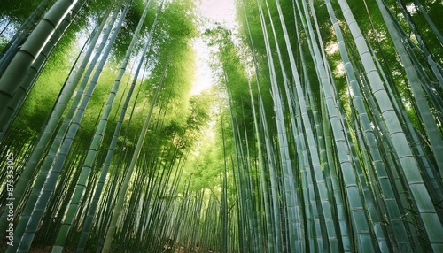 bamboo forest in the morning