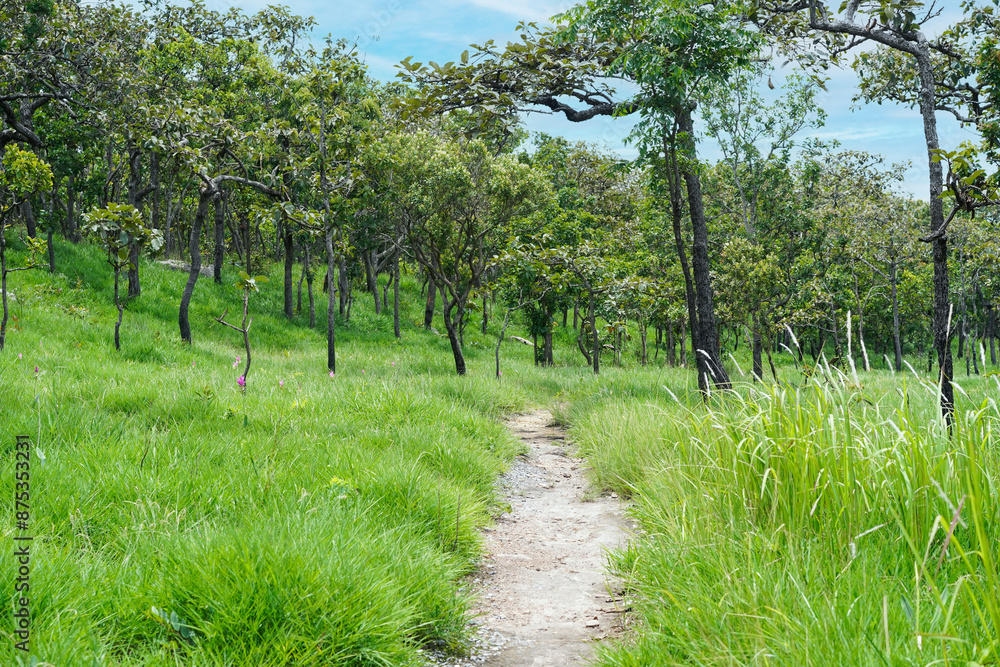 Route in Dipterocarp forest with Curcuma Grasslands (Thung Dok Krachiao) with blue sky in bright day time on Siam-Tulip festival at Pa Hin Ngam national park in Chaiyaphum Province, Thailand. Route in Dipterocarp forest with Curcuma Grasslands (Thung Dok Krachiao) with blue sky in bright day time on Siam-Tulip festival at Pa Hin Ngam national park in Chaiyaphum Province, Thailand.