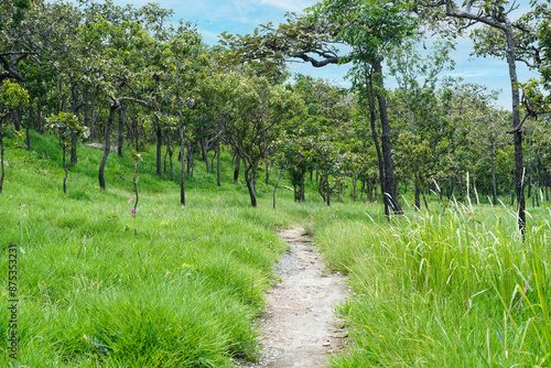 Route in Dipterocarp forest with Curcuma Grasslands (Thung Dok Krachiao) with blue sky in bright day time on Siam-Tulip festival at Pa Hin Ngam national park in Chaiyaphum Province, Thailand. photo