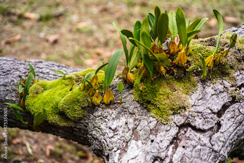 Green moss and Wild orchid leaves on a woody tree bark. Close up. photo