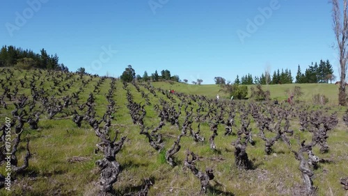 Parras Milenarias Valle del Itata 2 - Ñuble Chile photo