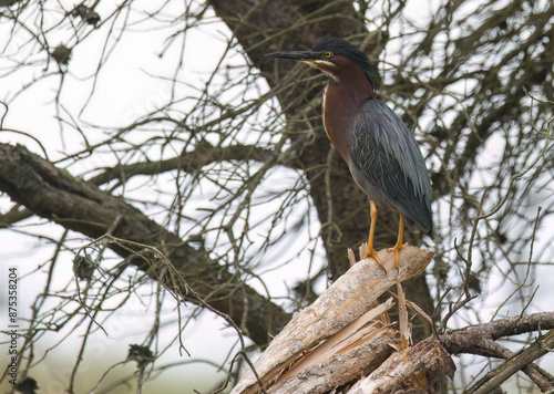 Green Heron june 2024