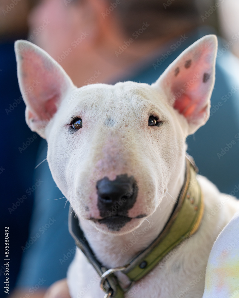White mini bull terrier looking directly into the camera White mini bull terrier looking directly into the camera