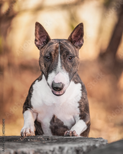Mini bull terrier looking into the camera