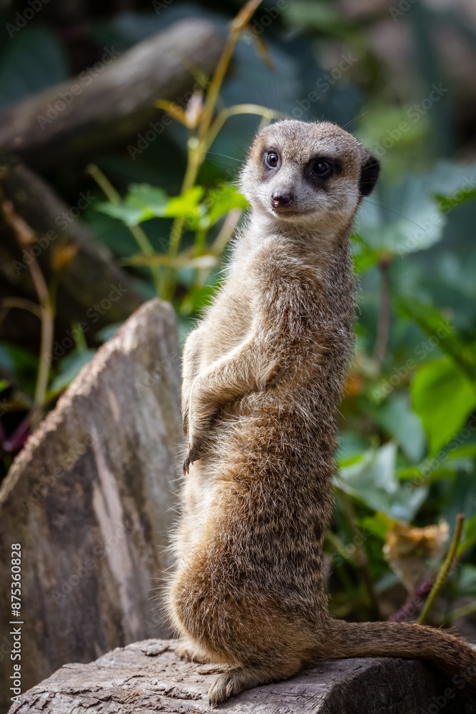 Φωτογραφία A meerkat stands on the wooden stump and looks right toward the camera lens on a sunny summer morning