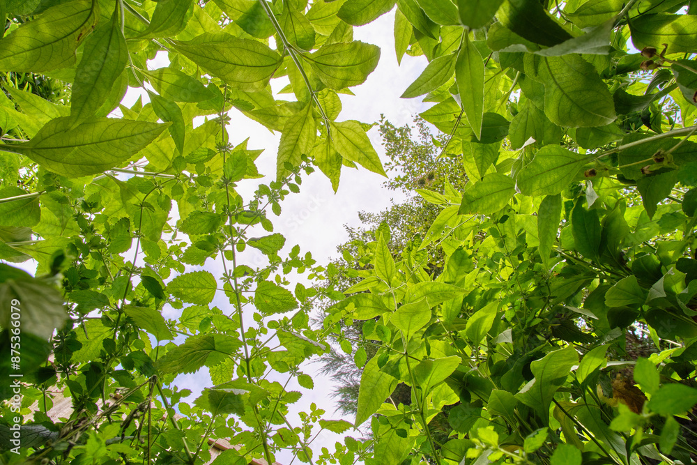 Looking upwards at overgrown foliage Looking upwards at overgrown foliage