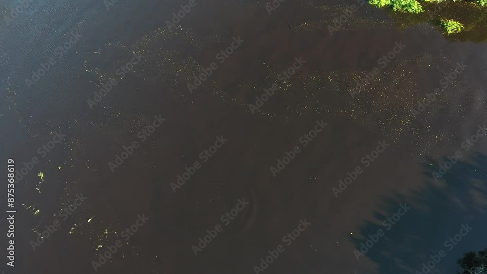 Aerial view of botos cor-de-rosa (pink dolphins), Negro River, Anavilhanas National Park - Novo Airão, Amazonas, Brazil Aerial view of botos cor-de-rosa (pink dolphins), Negro River, Anavilhanas National Park - Novo Airão, Amazonas, Brazil