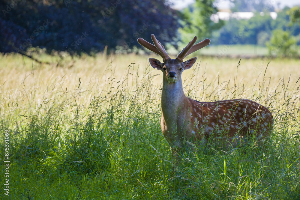 Cervus nippon - a massive male deer standing proudly in the meadow and looking directly at you in the background of the forest. Cervus nippon - a massive male deer standing proudly in the meadow and looking directly at you in the background of the forest.