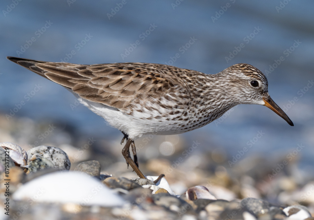 Close up of an adult White-rumped Sandpiper in alternate summer plumage feeding at the shoreline Close up of an adult White-rumped Sandpiper in alternate summer plumage feeding at the shoreline