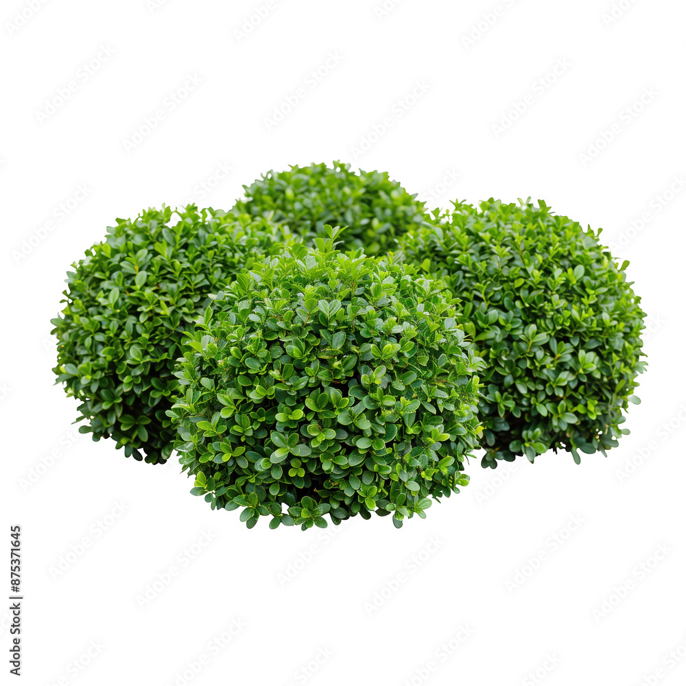 Obraz premium Rounded green bushes isolated on a transparent background.