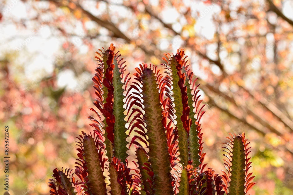 red tipped cactus plant spines autumn color background red tipped cactus plant spines autumn color background