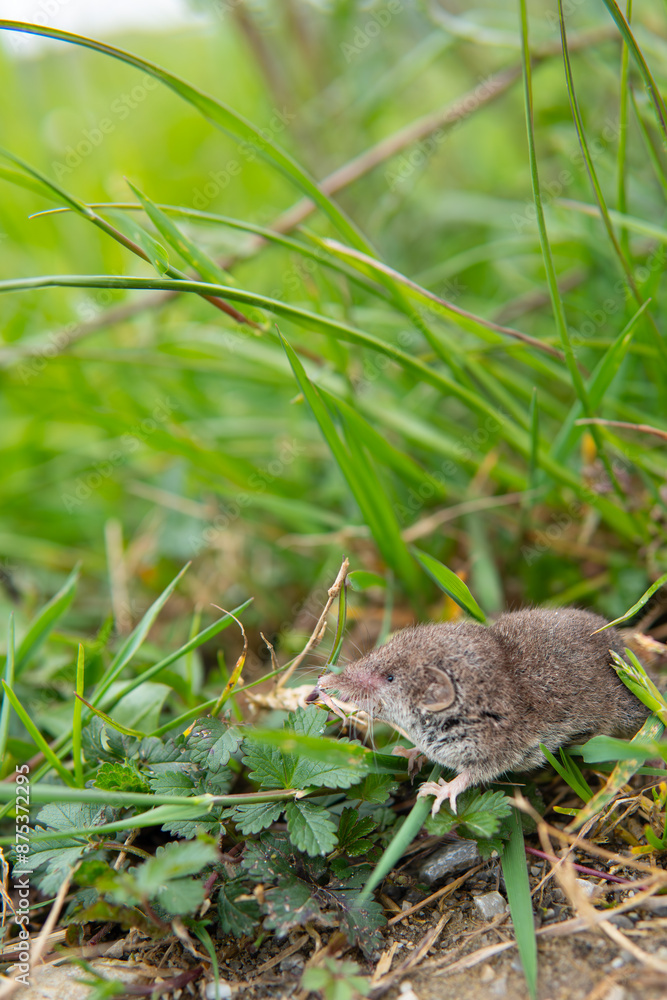 Etruscan shrew with whiskers and elongated snout in freedom among vegetation. Cantabria, Spain Europe family field rodents. Concept: animal life, rodents. Etruscan shrew with whiskers and elongated snout in freedom among vegetation. Cantabria, Spain Europe family field rodents. Concept: animal life, rodents.