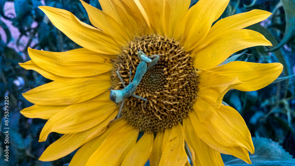 Obraz premium Sunflower and Creepy