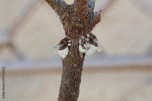 Cochenilles se nourrissant aux dépends d'une plante. photo