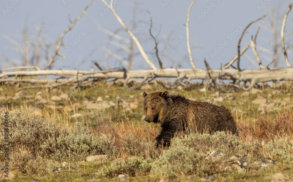 Grizzly Bear in Yellowstone National Park Wyoming in Springtime Grizzly Bear in Yellowstone National Park Wyoming in Springtime