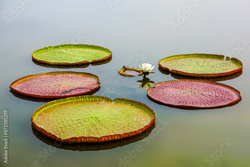 Victoria water lily has magnificent large leaves and colorful flowers that bloom only at night.