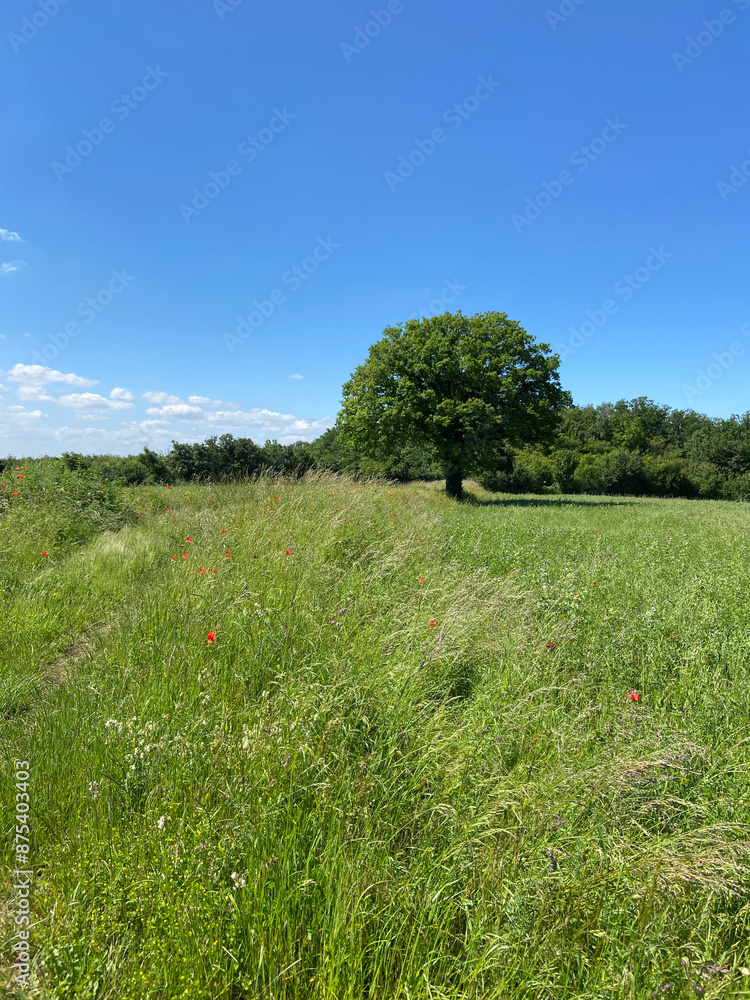 Fototapeta premium Prairie fleurie en Bourgogne l'été