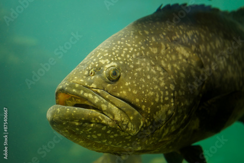 Fotografie Giant grouper swimming in marine aquarium tank