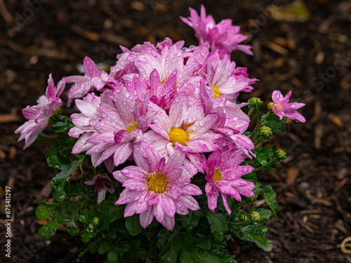 Foto Pink flowers