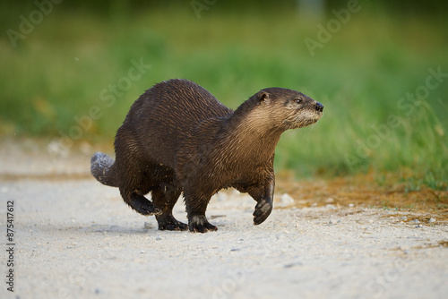 River otter on the run. 