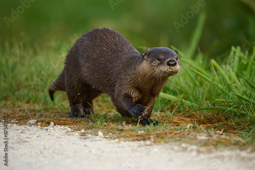 River otter on the run. 
