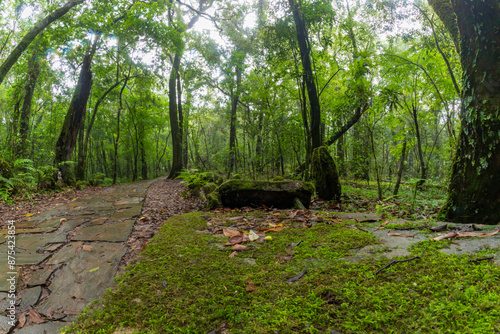 Mawphlang Sacred forest or lawkyntang is an ancient forest preserved by the local khasi people near shillong meghalaya green mossy forest in India. photo