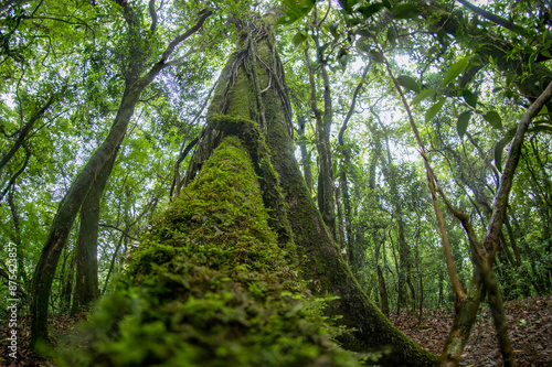 Mawphlang Sacred forest or lawkyntang is an ancient forest preserved by the local khasi people near shillong meghalaya green mossy forest in India.