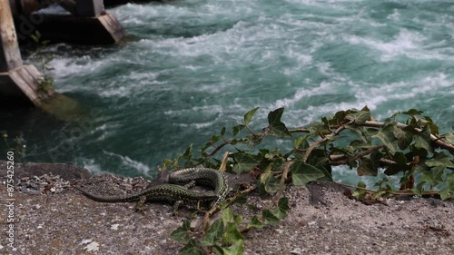 Green lizard biting another, sand lizards fight by the river