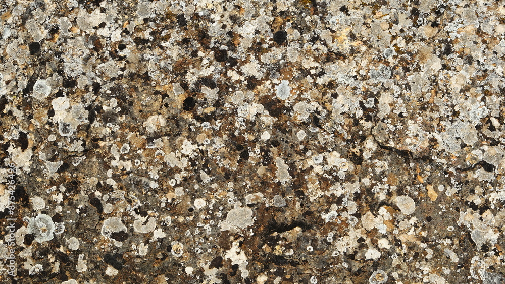 Textured Lichen Patterns On Rocky Surface Close-Up View Textured Lichen Patterns On Rocky Surface Close-Up View