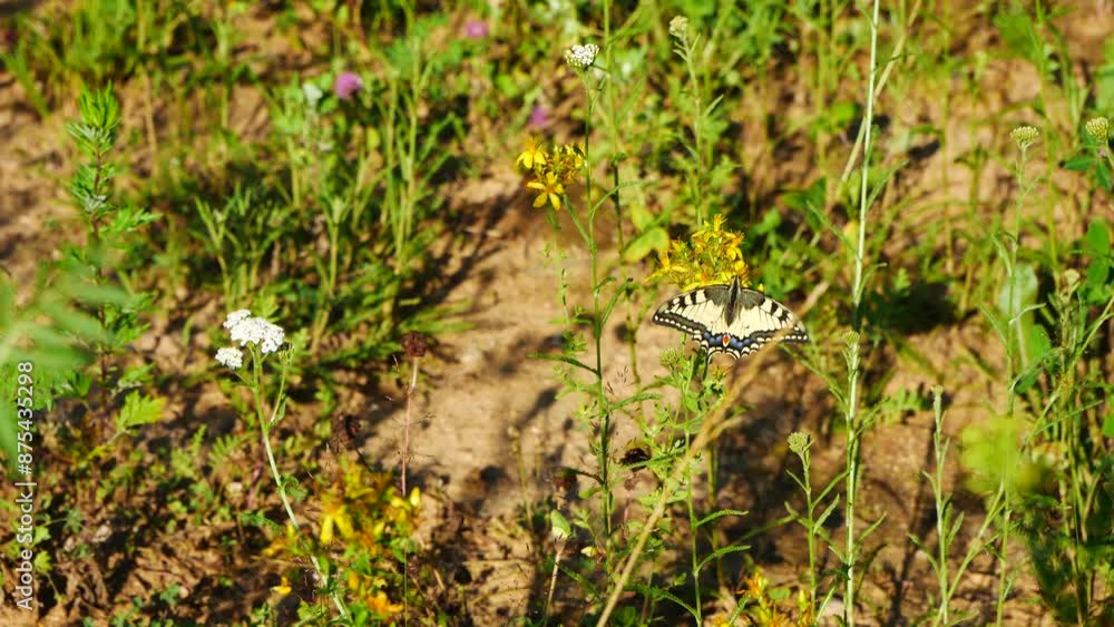 A swallowtail butterfly eats nectar on a yellow flower.. A swallowtail butterfly eats nectar on a yellow flower..